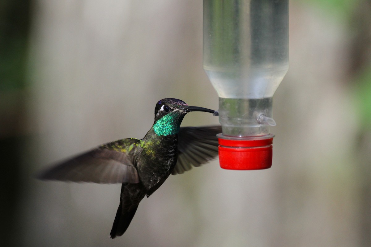 kolibřík skvostný - ML111465331