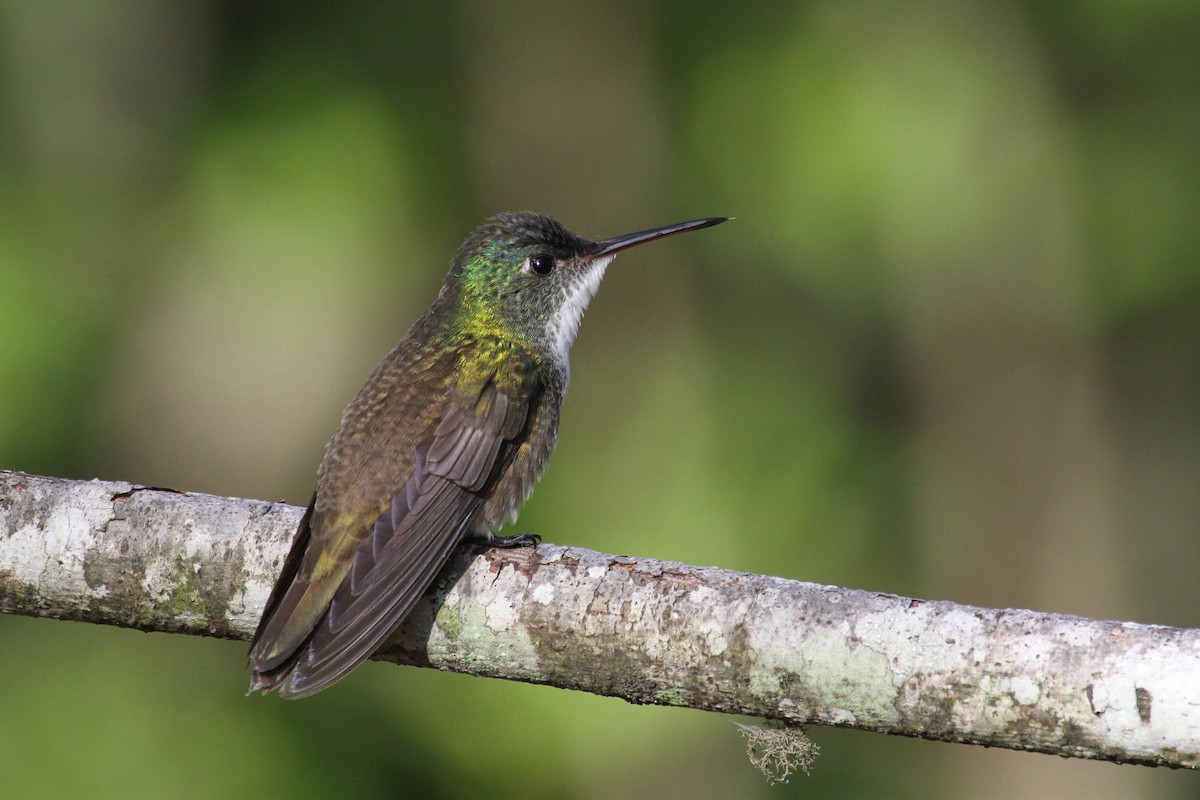 kolibřík azurovotemenný - ML111465911