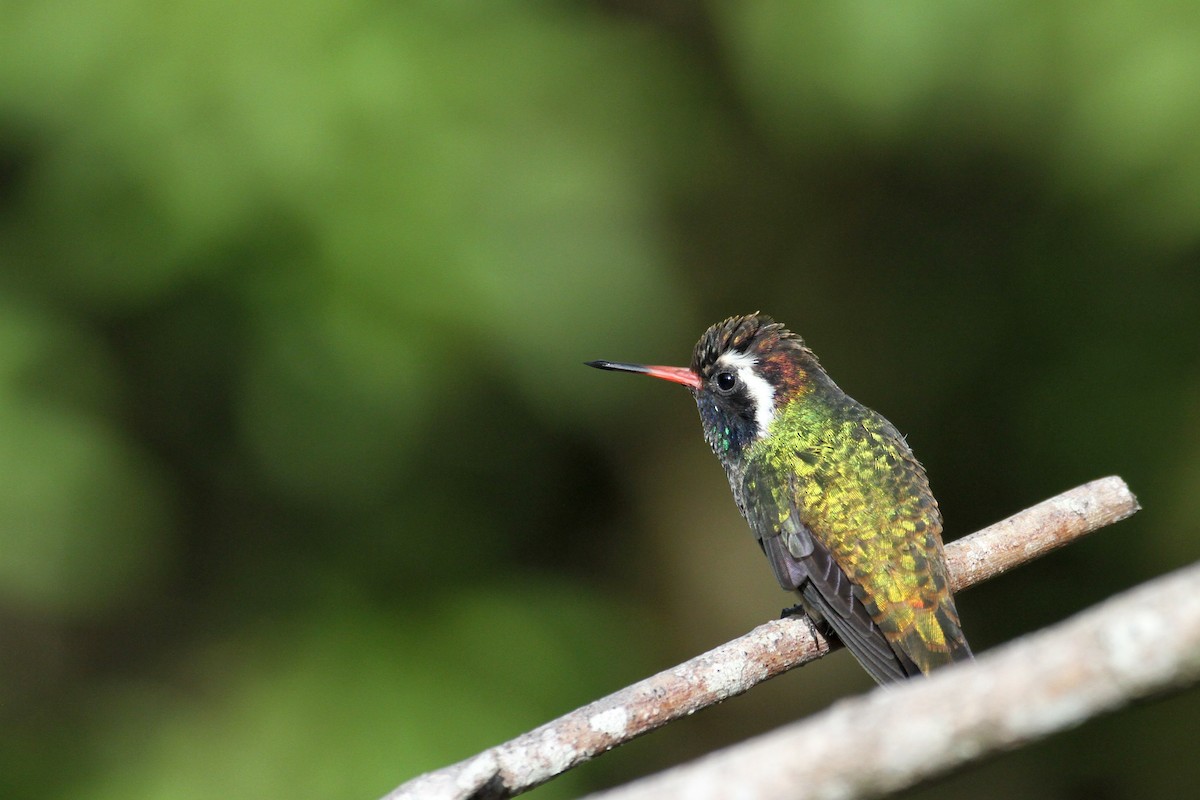 kolibřík bělouchý - ML111466001