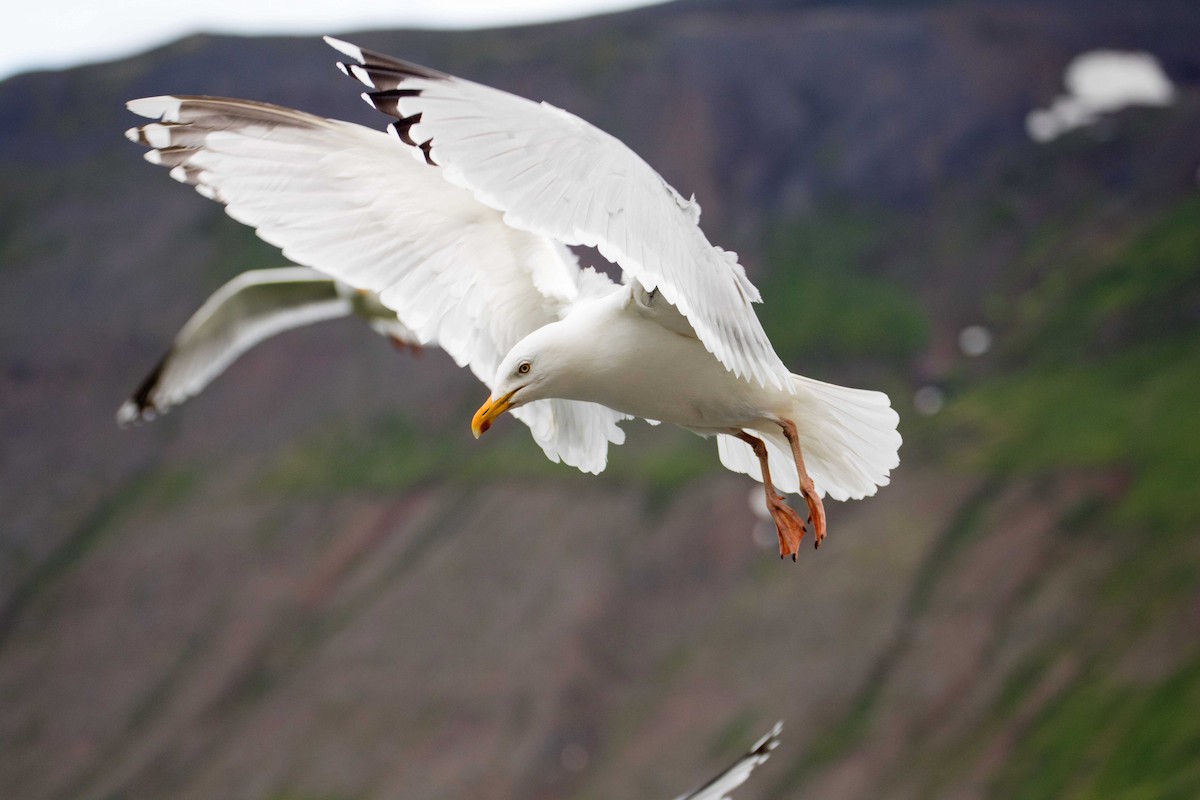 Herring Gull (European) - Braden Collard