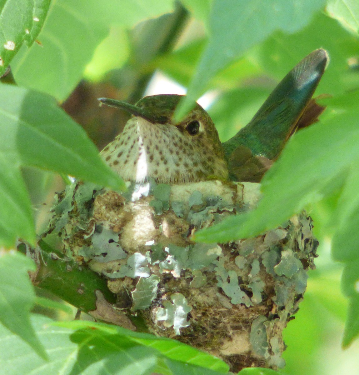 Broad-tailed Hummingbird - ML111468481