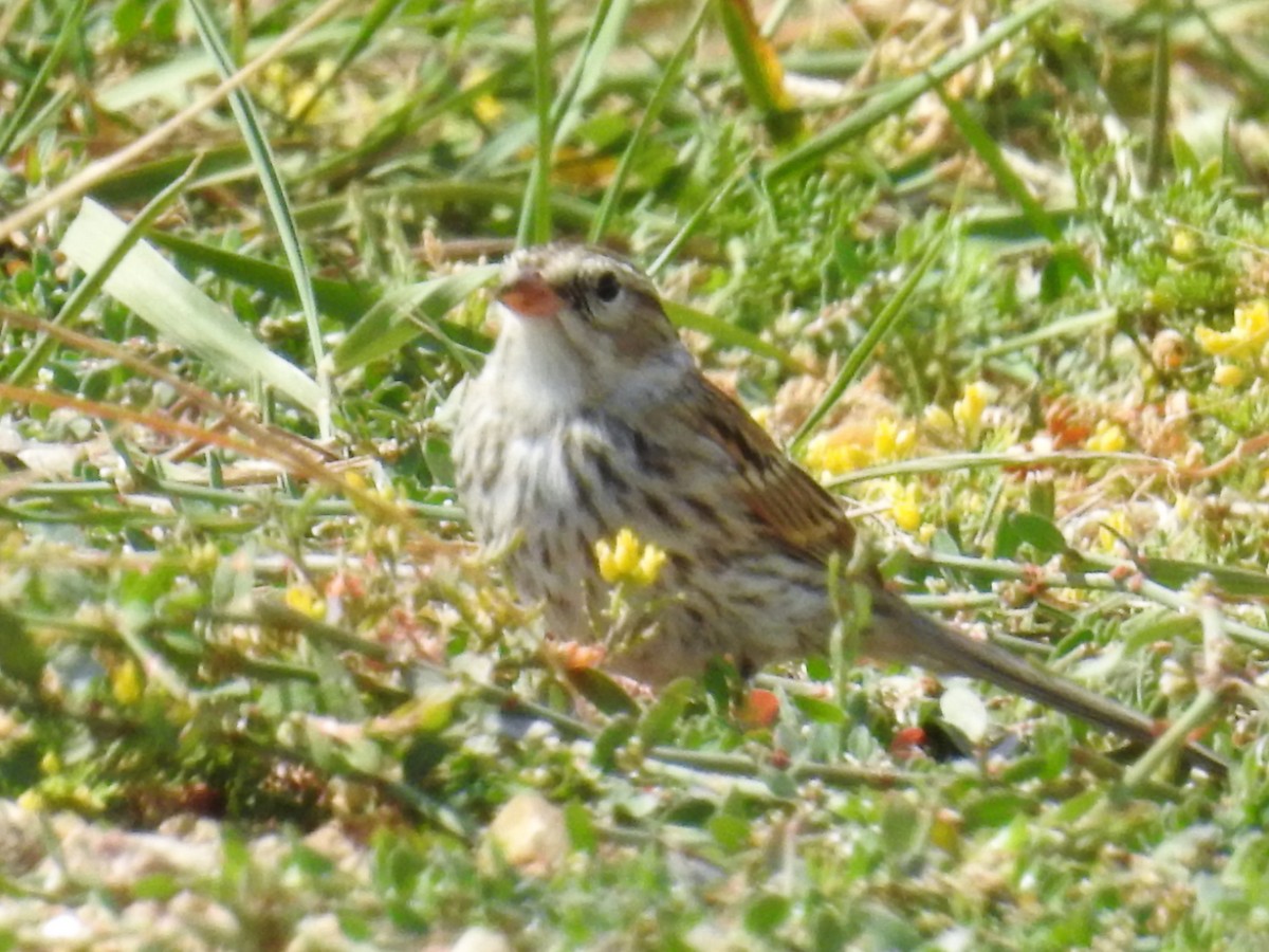 Chipping Sparrow - Tina Toth