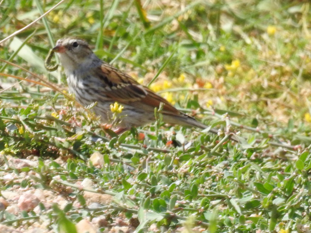 Chipping Sparrow - ML111468831