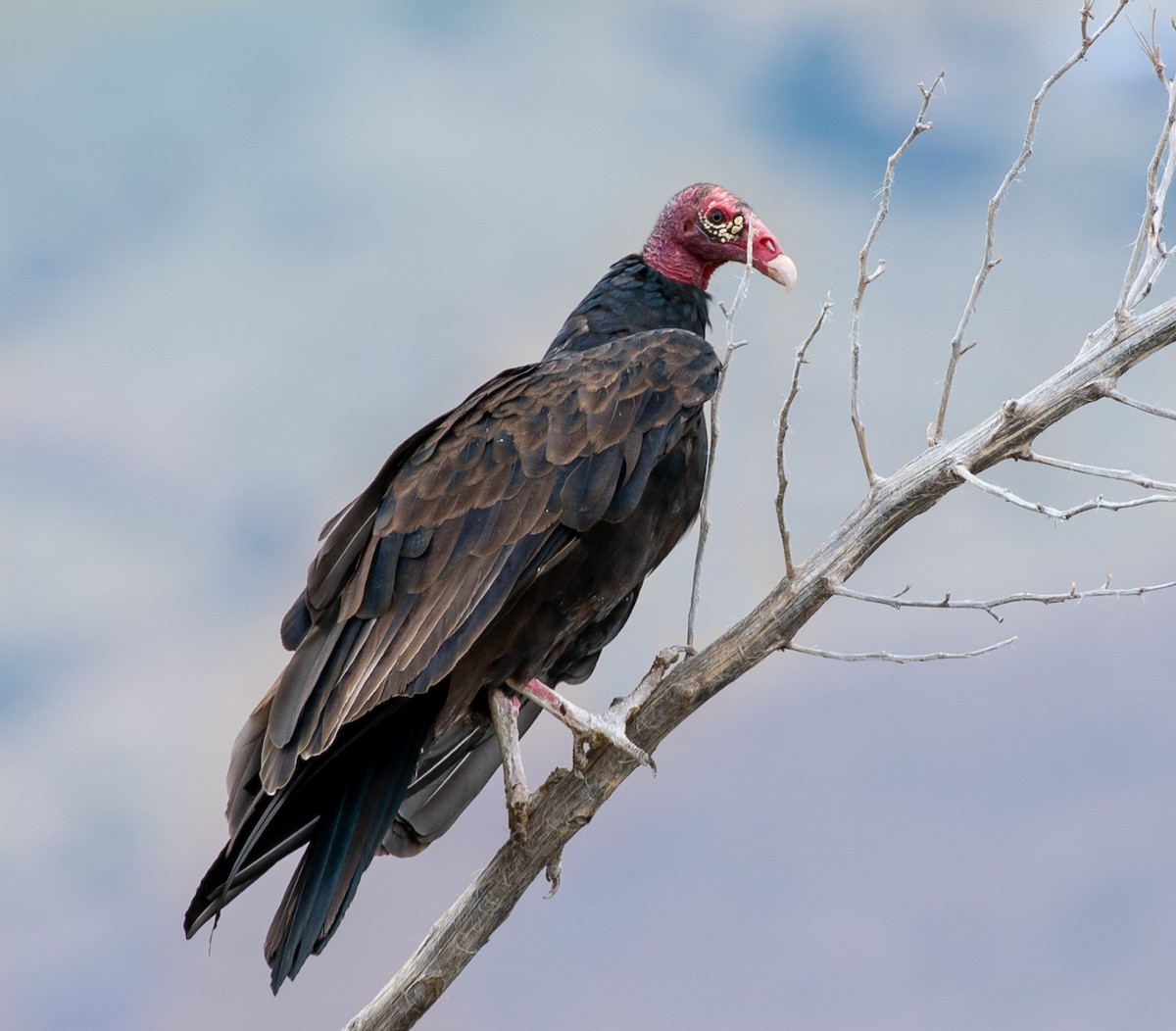 Turkey Vulture - Mary McSparen