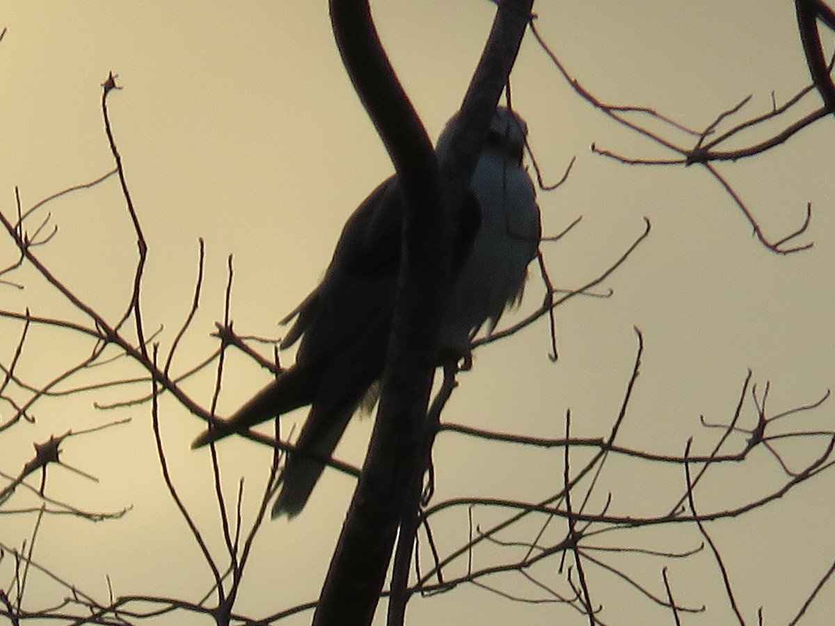 White-tailed Kite - Frank Chaves Barquero