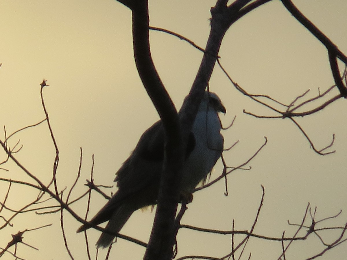 White-tailed Kite - Frank Chaves Barquero