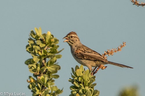 Rufous-winged Sparrow - Miya Lucas