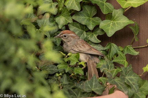 Rufous-crowned Sparrow - Miya Lucas