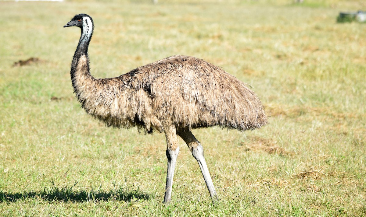 Emu - Cody Cox