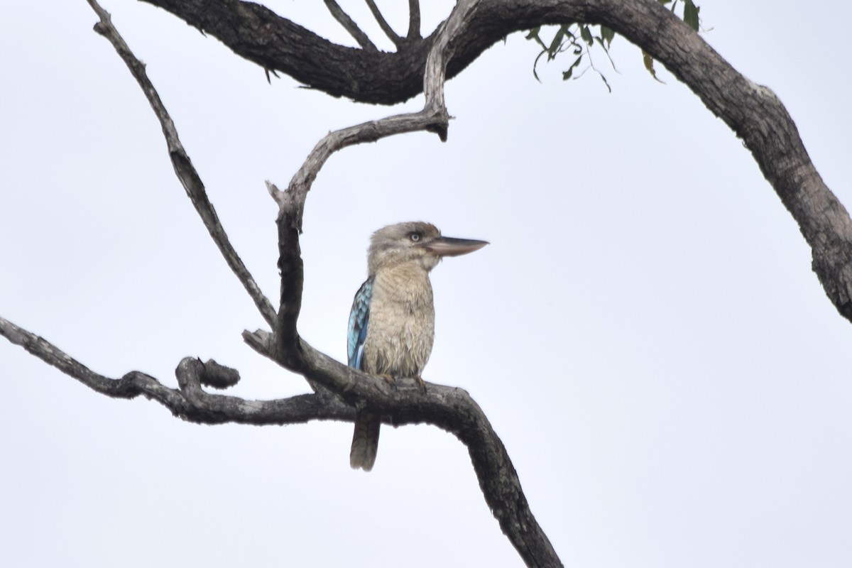 Blue-winged Kookaburra - ML111472101