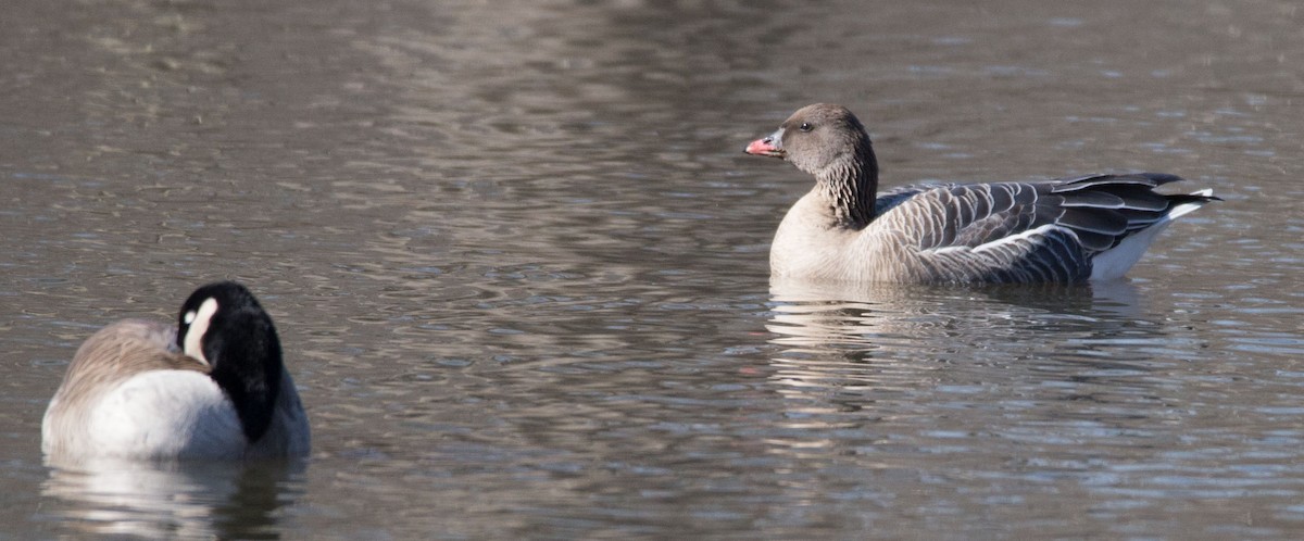 Pink-footed Goose - Jim Grieshaber