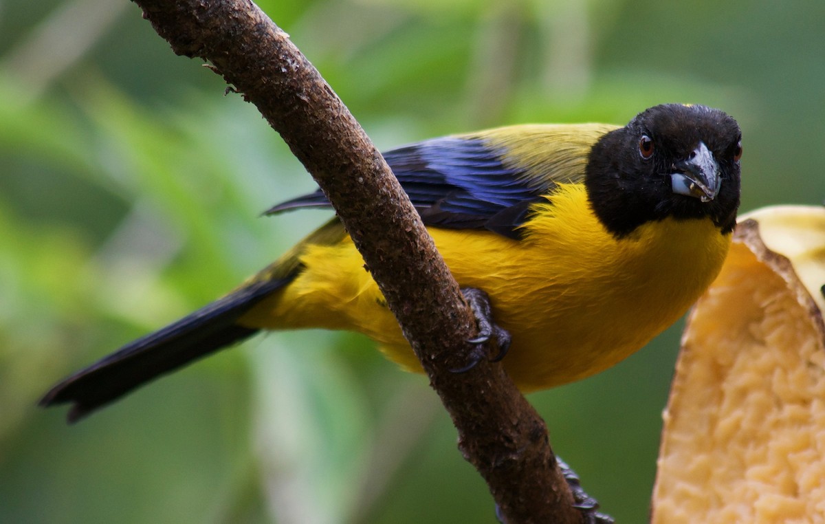Black-chinned Mountain Tanager - ML111473041