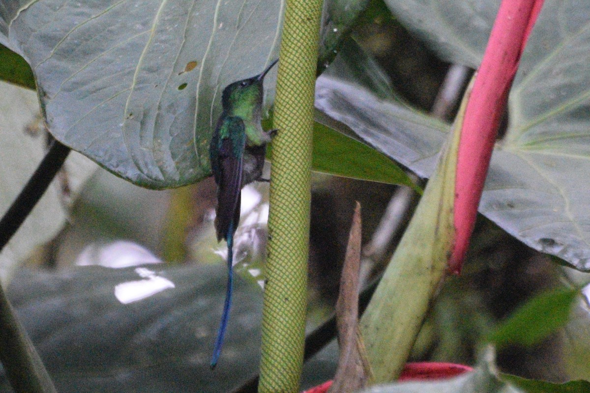 Long-tailed Sylph - ML111476011