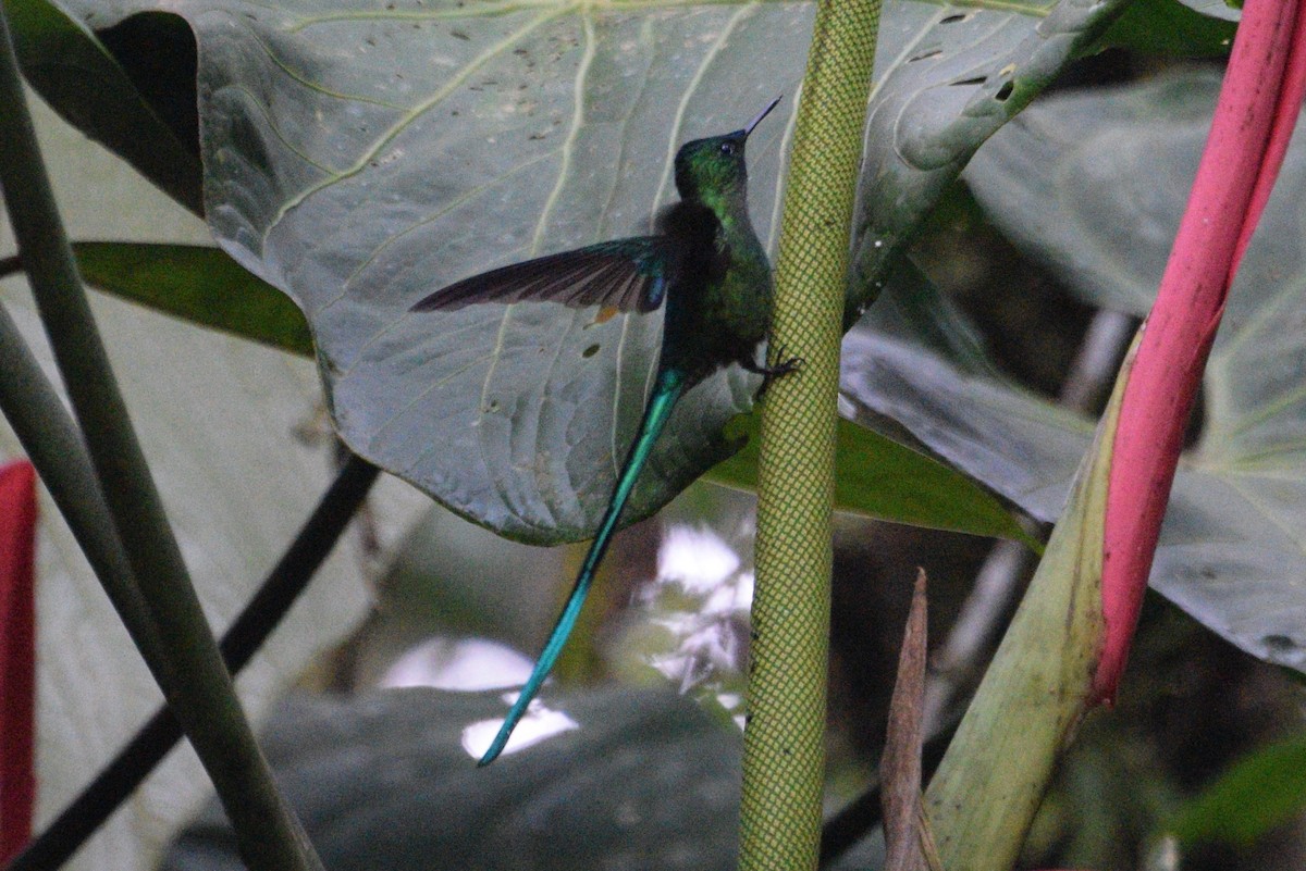 Long-tailed Sylph - ML111476061