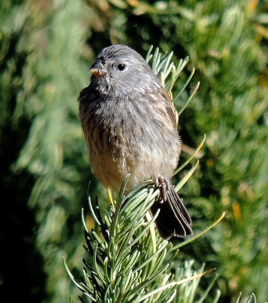 Band-tailed Seedeater - ML111479301