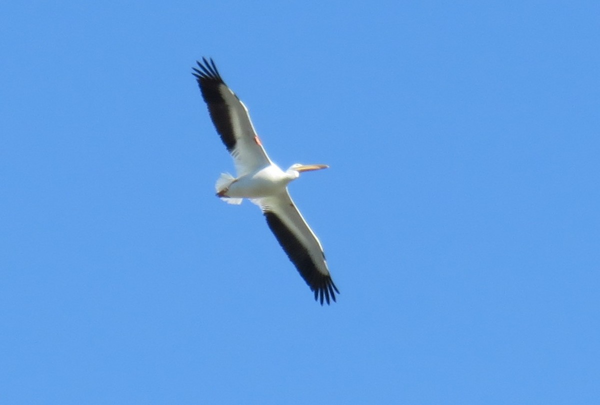 American White Pelican - CAROL DUNN