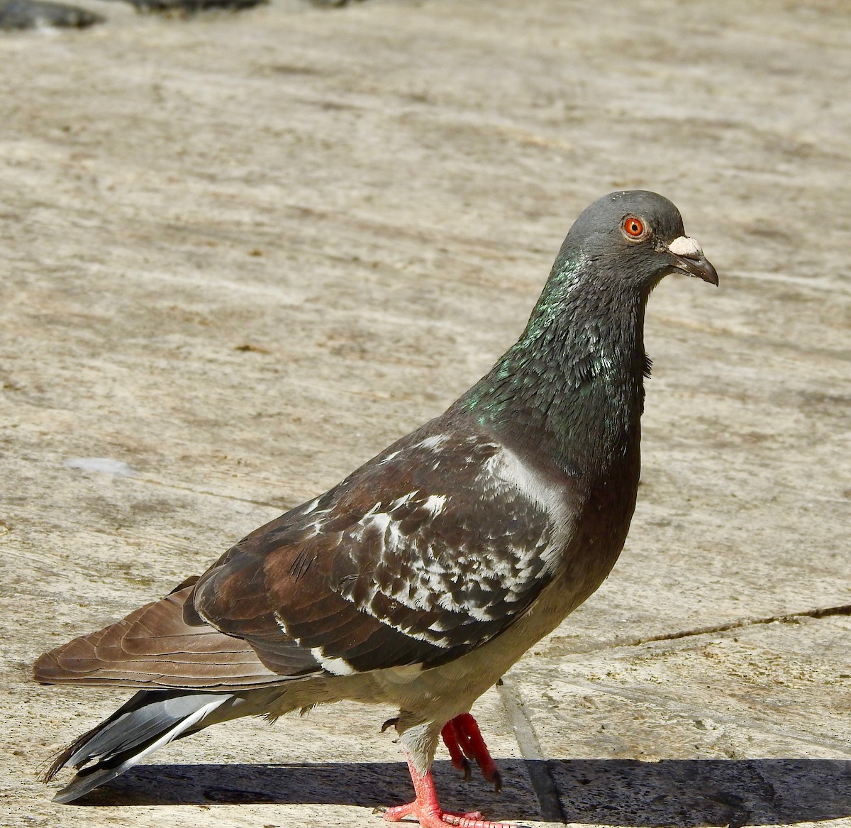 Rock Pigeon (Feral Pigeon) - Ayde Solarte