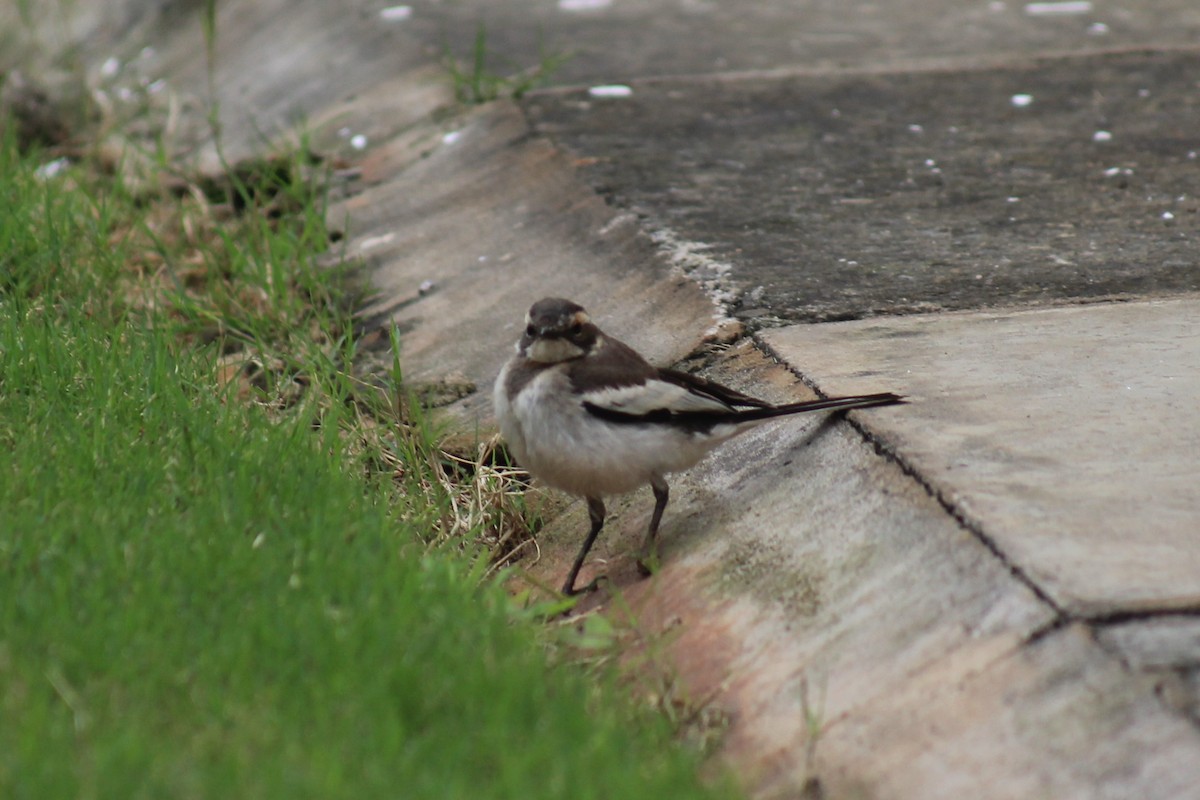 African Pied Wagtail - ML111484691
