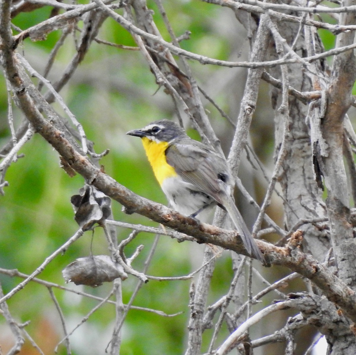 Yellow-breasted Chat - Van Remsen