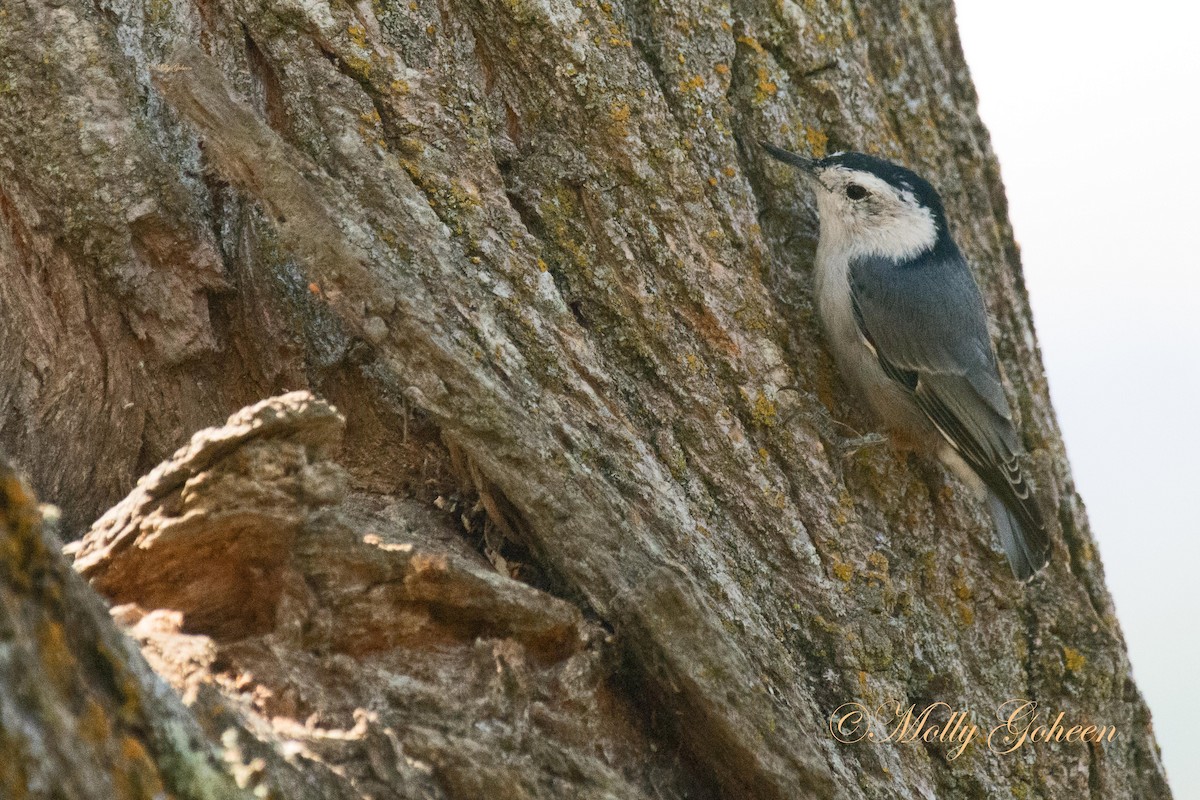 White-breasted Nuthatch - Molly Goheen