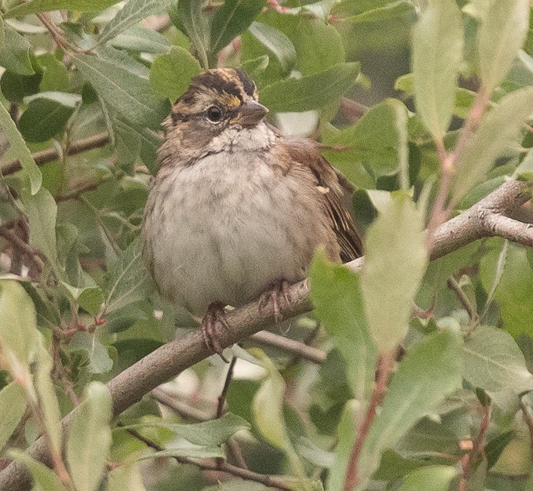 White-throated Sparrow - Caroline Lambert