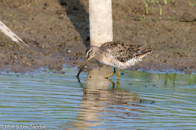 Long-billed Dowitcher - Jim Law