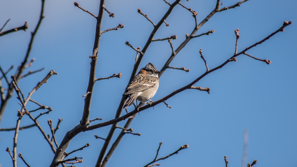 Rufous-collared Sparrow - ML111490621