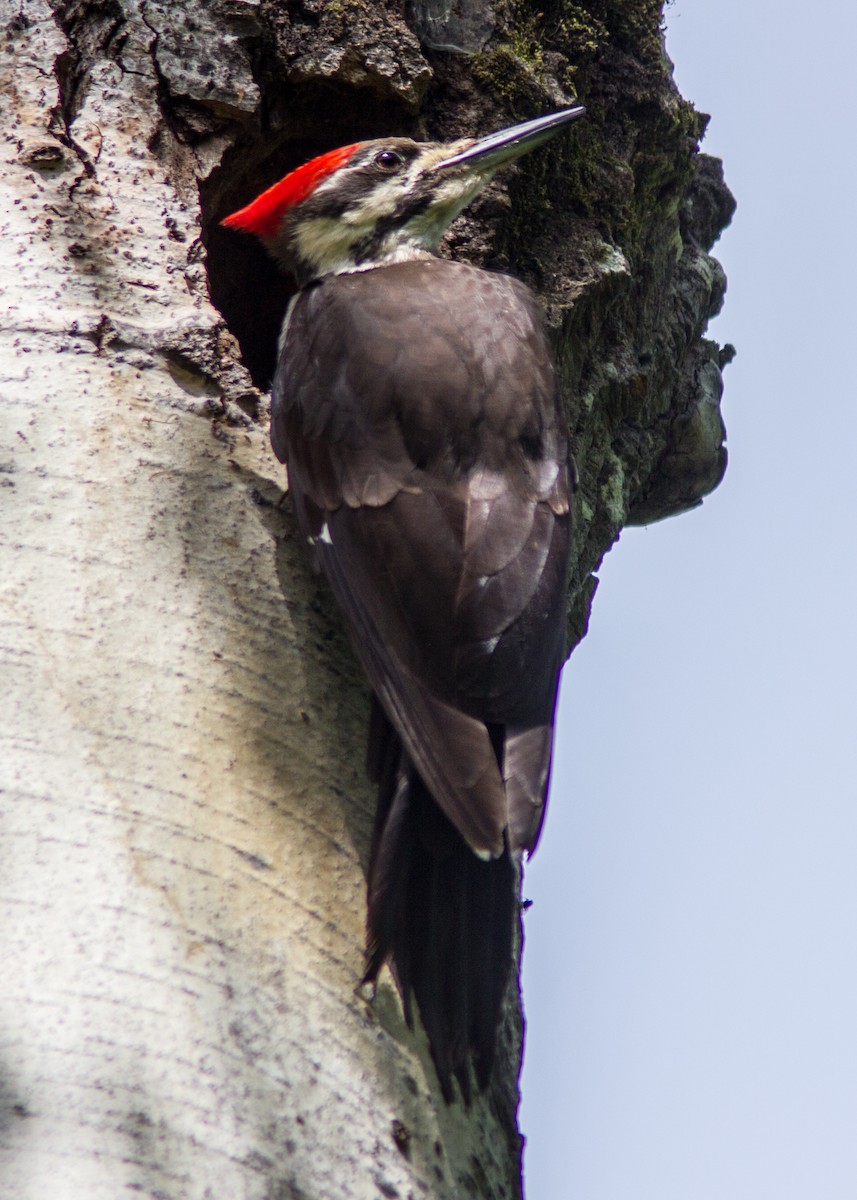 Pileated Woodpecker - ML111490651