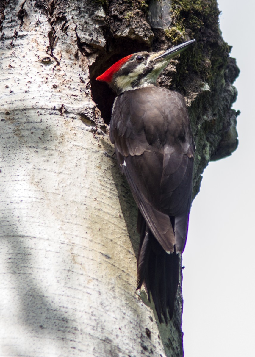 Pileated Woodpecker - ML111490661