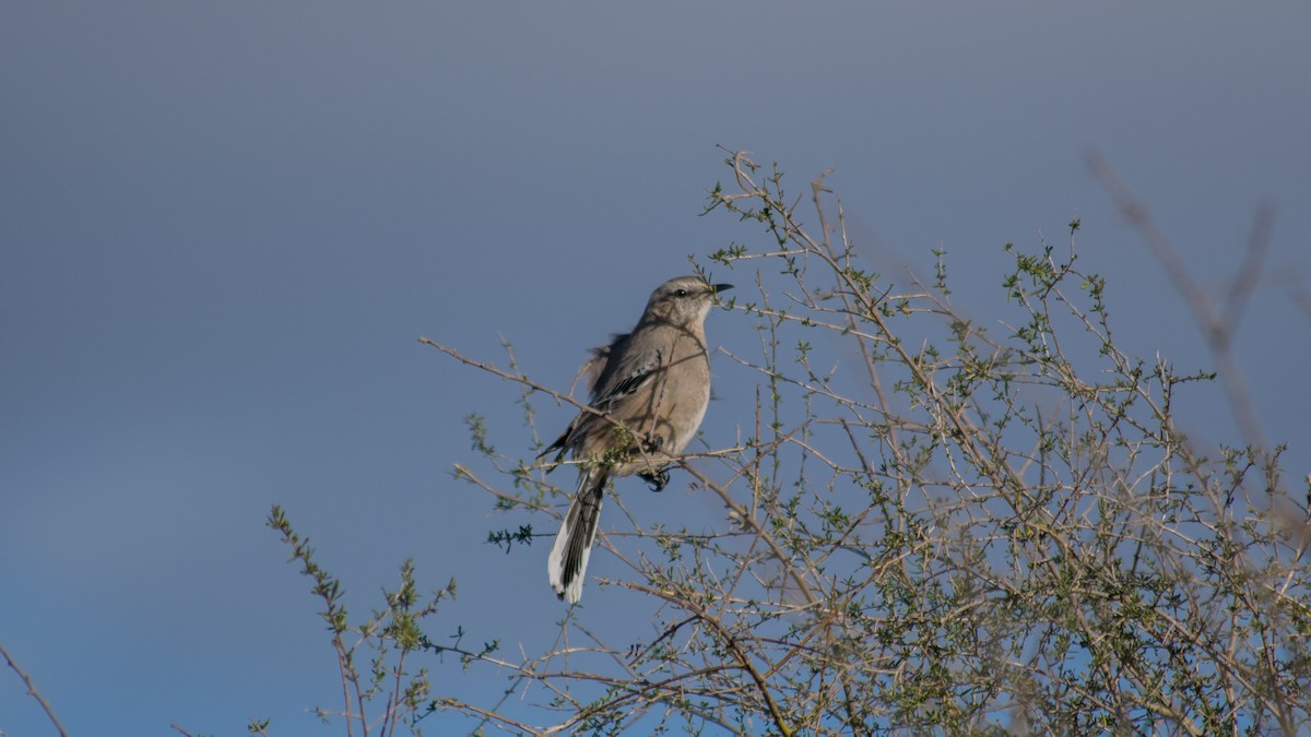 Patagonian Mockingbird - ML111492331