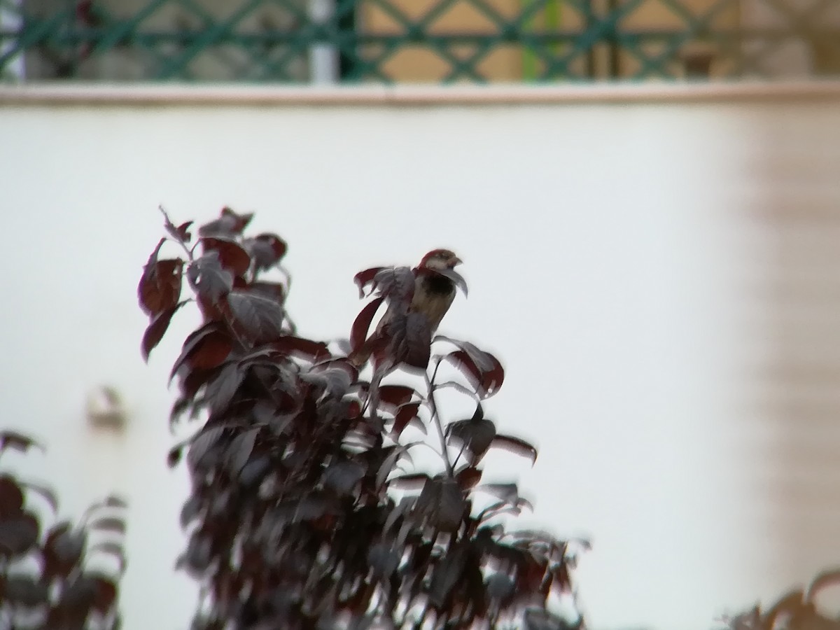 House Sparrow - Nelson Conceição