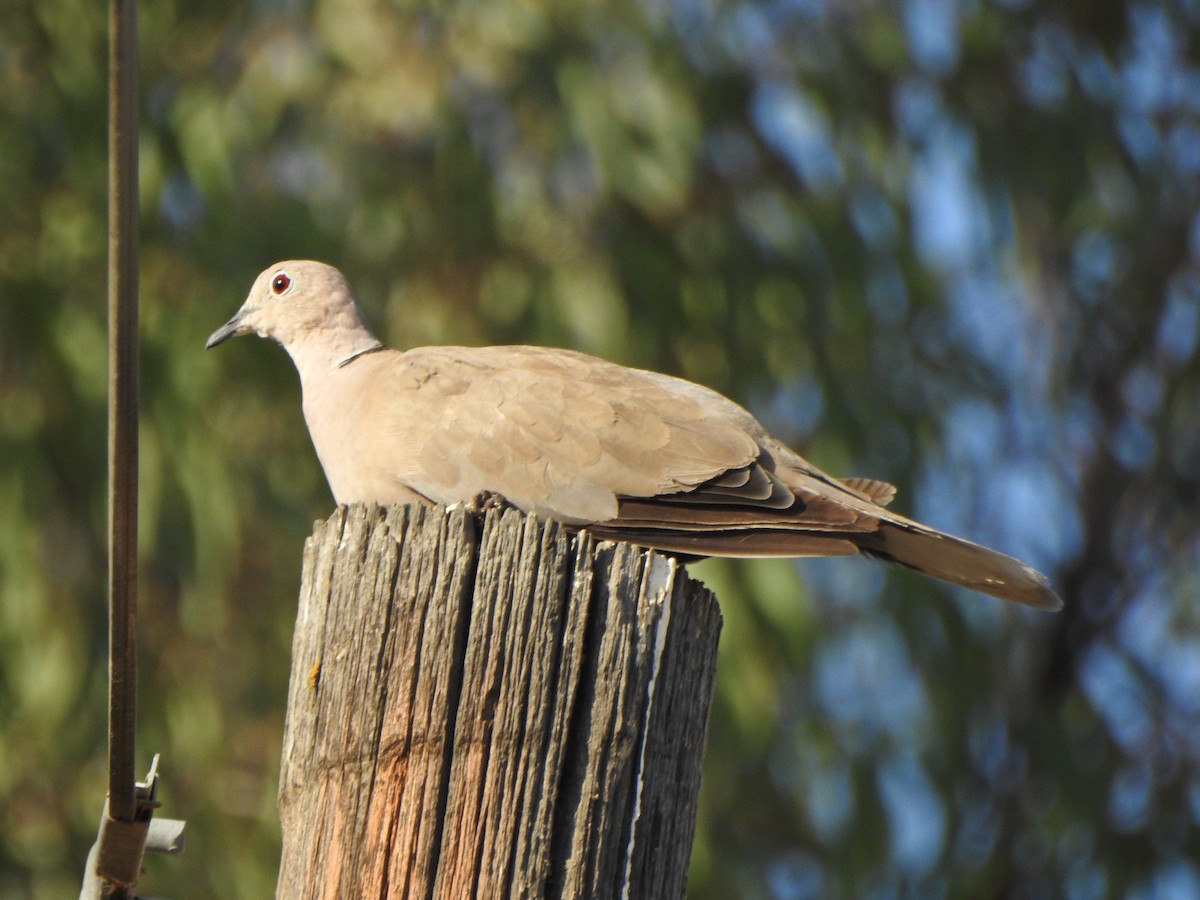 Eurasian Collared-Dove - Karen McClure