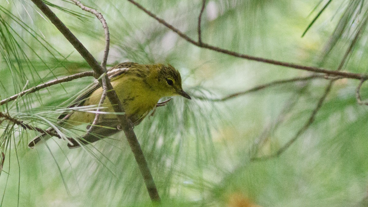 Bay-breasted Warbler - ML111499701