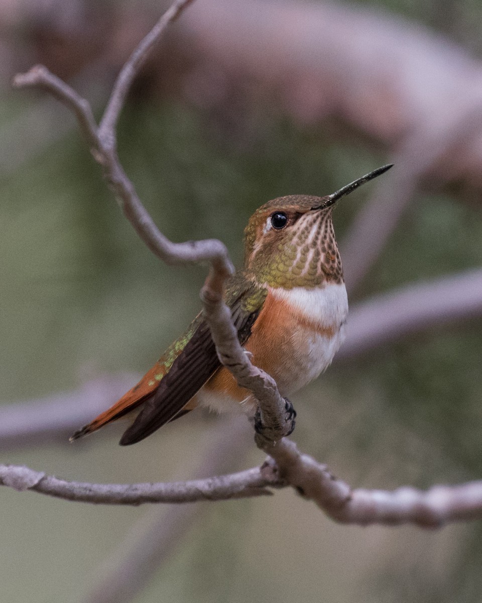 Rufous Hummingbird - ML111503361