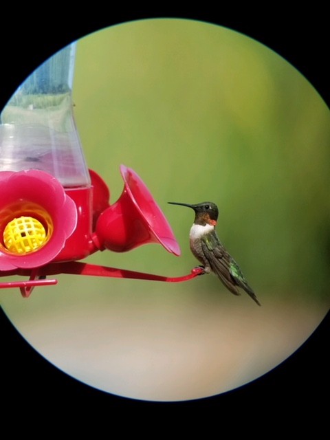 Ruby-throated Hummingbird - ML111503411