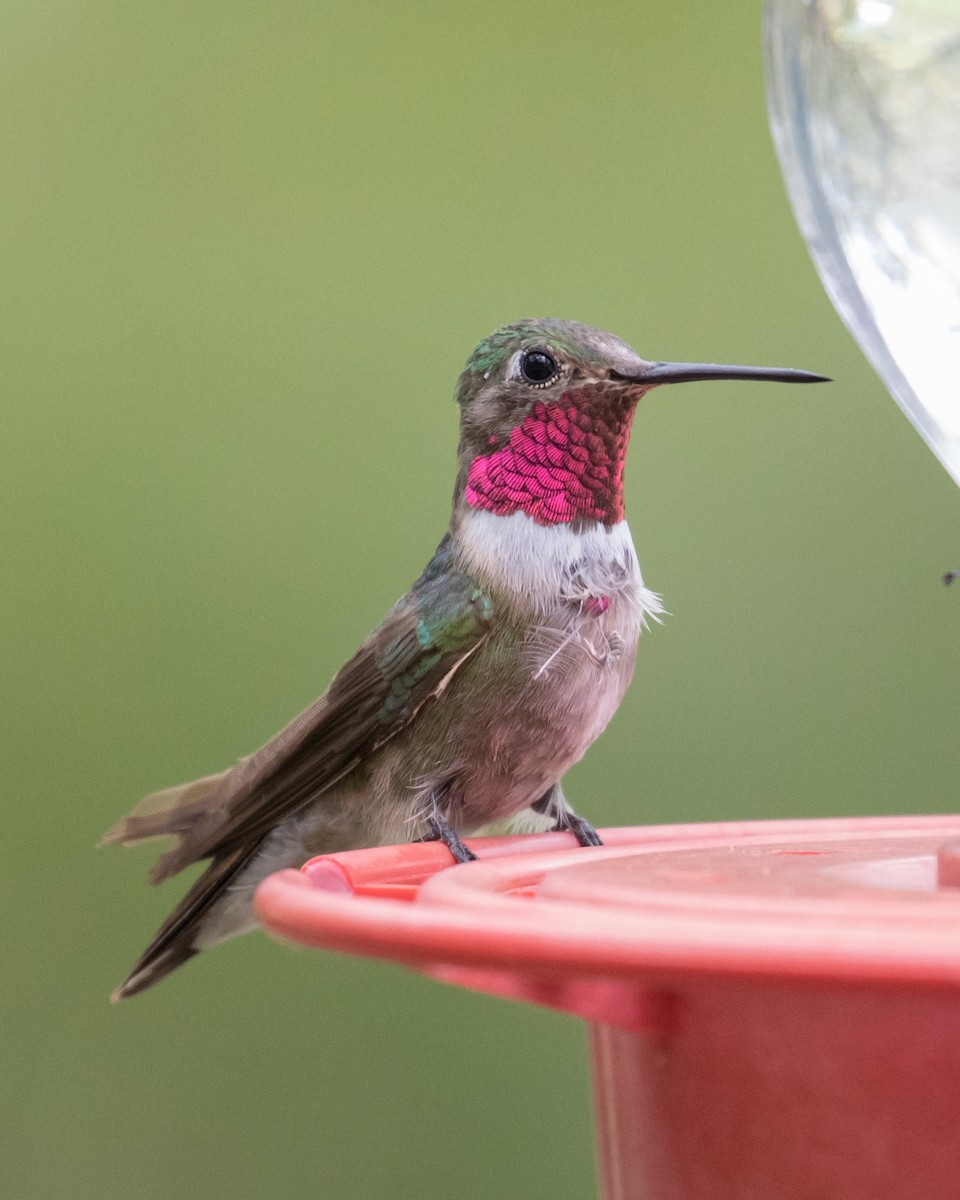 Broad-tailed Hummingbird - ML111503641
