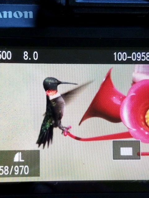 Ruby-throated Hummingbird - ML111503661