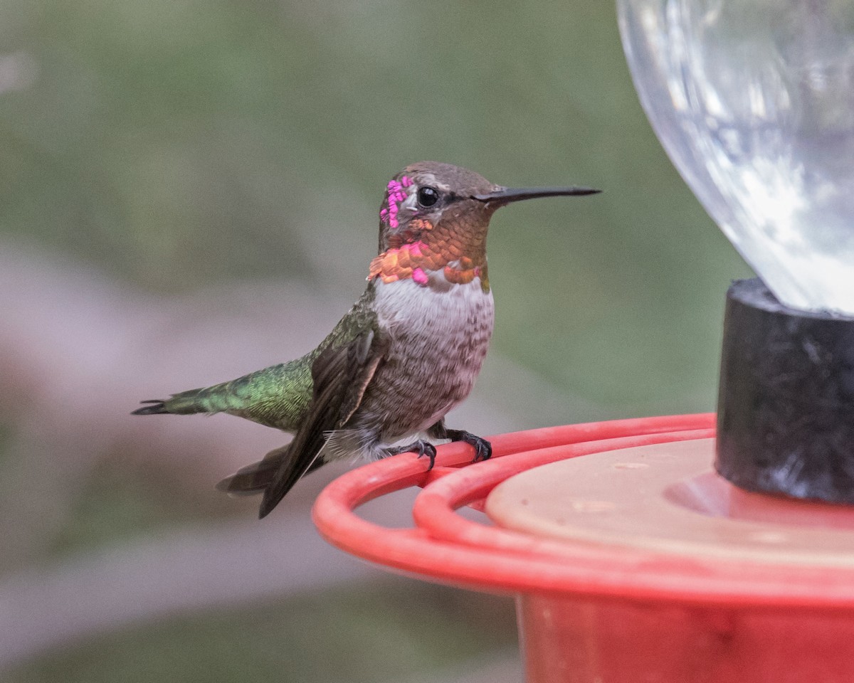 Anna's Hummingbird - ML111503701