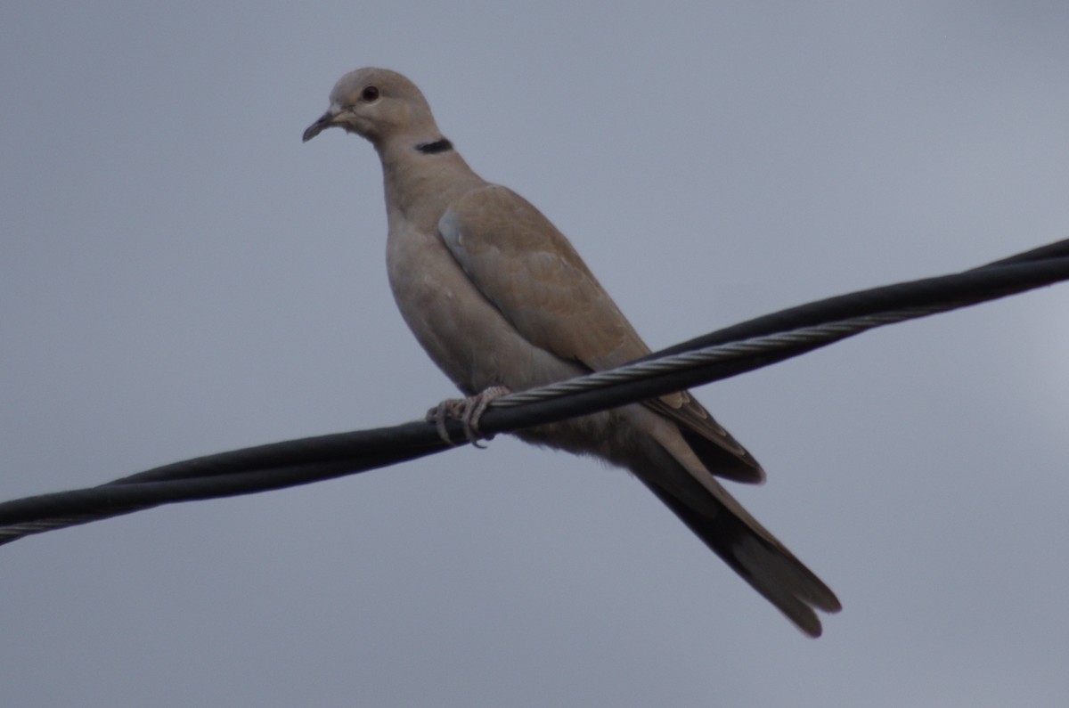Eurasian Collared-Dove - robert beauchamp