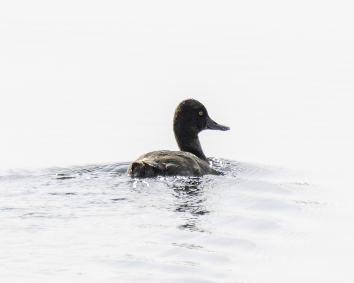 Lesser Scaup - Keith Dickey
