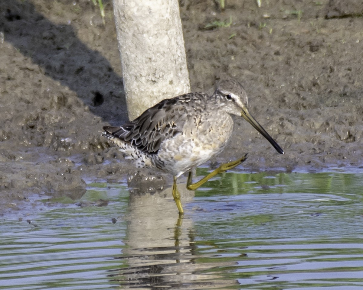Long-billed Dowitcher - ML111507661