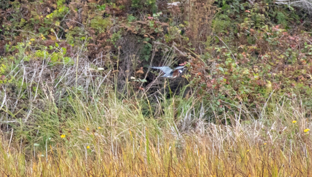 Belted Kingfisher - ML111508221