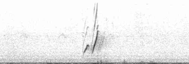 Moqueur à bec courbe - ML11151