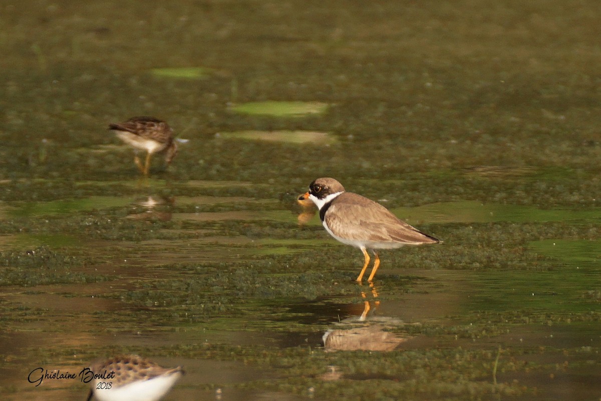 Semipalmated Plover - ML111512301