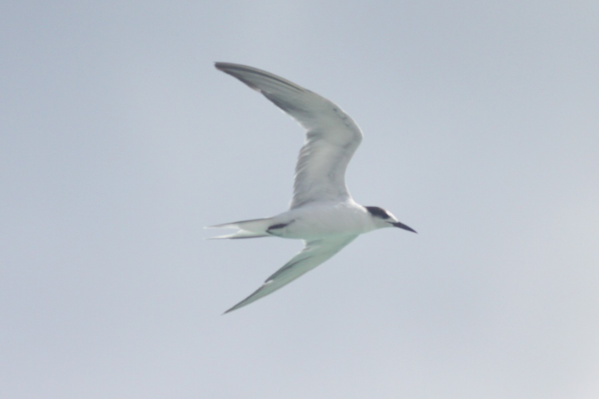 Common Tern - Ken Oeser