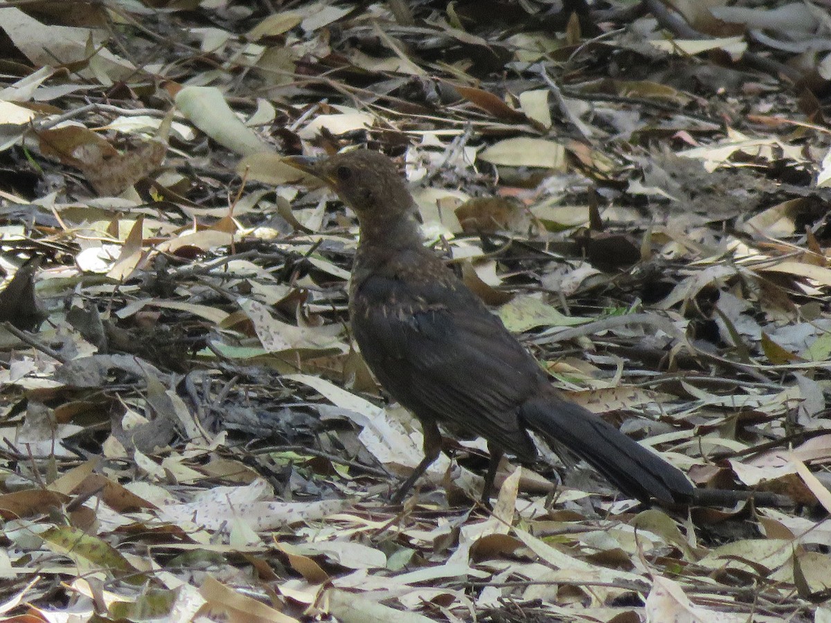 Eurasian Blackbird - ML111514331