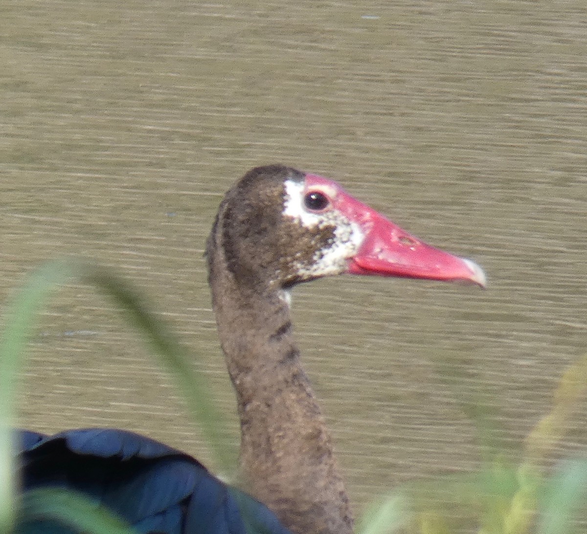 Spur-winged Goose - Gary Byerly