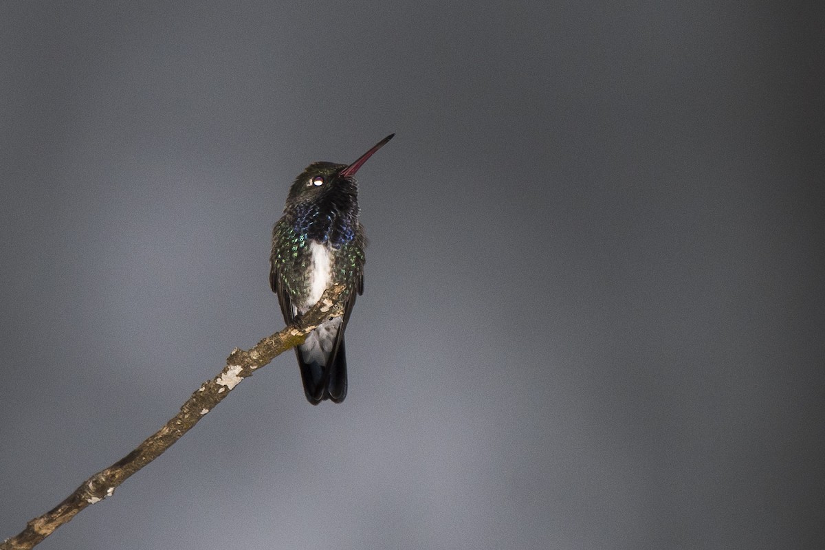 kolibřík safírový - ML111528981