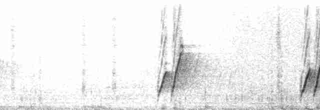 Curve-billed Thrasher - ML11153