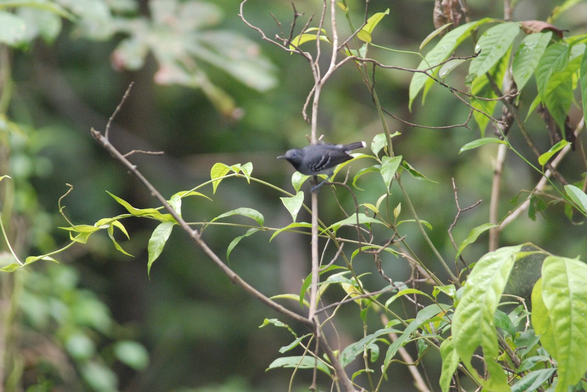 Band-tailed Antbird - ML111530731